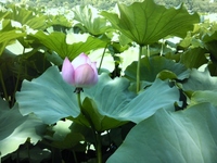 130815_132235 (1).jpgのサムネール画像